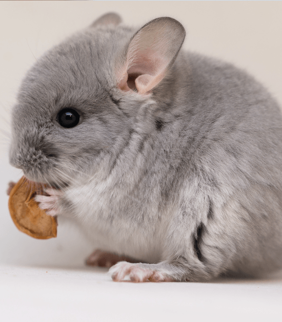 chinchilla chinchilla