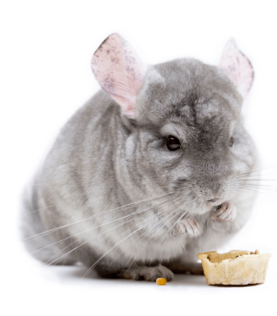 chinchilla chinchilla
