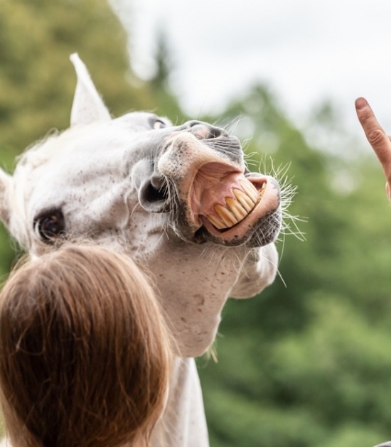 Paard leert 'lachen' met clickertraining