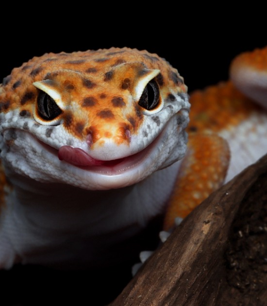 close-up luipaardgekko