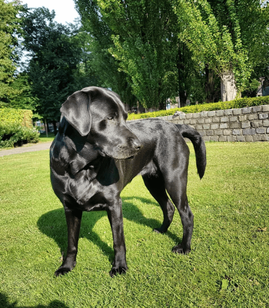 Zwarte labrador met knik in de staart 