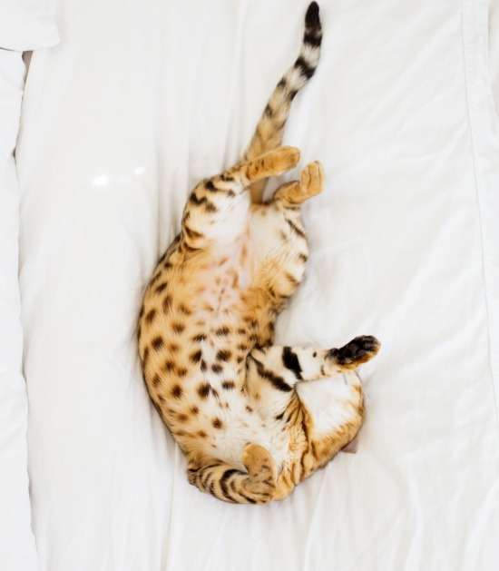 Bengaalse kat ligt op haar rug in bed