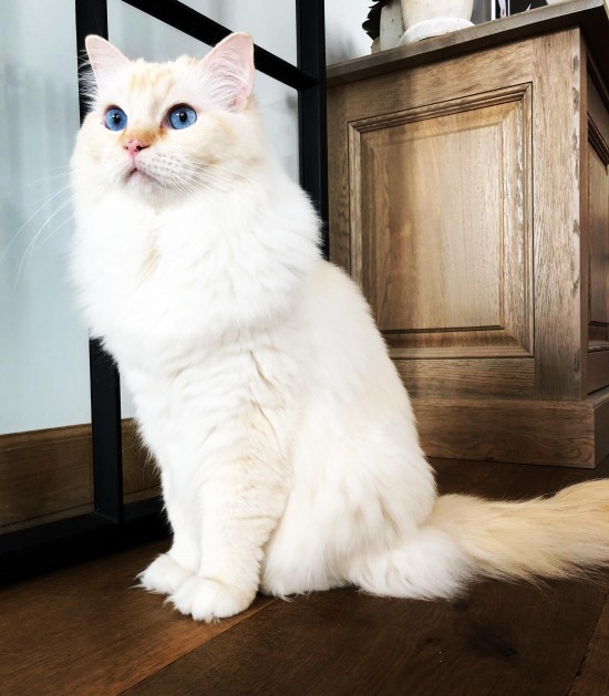 Witte ragdoll 