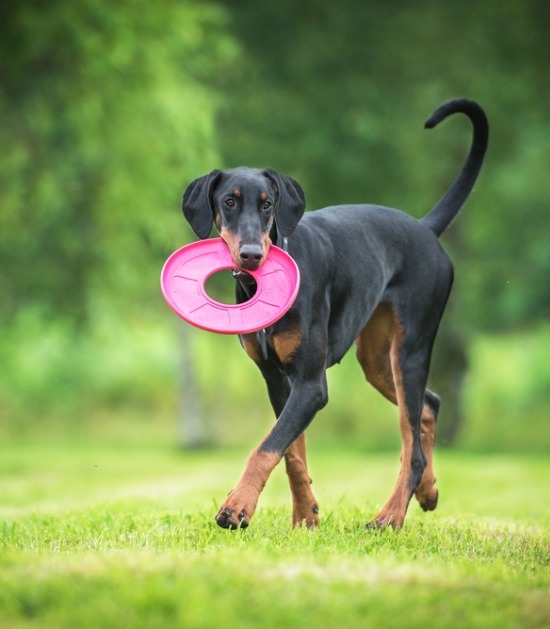 dobermann met speeltje dobermann met speeltje