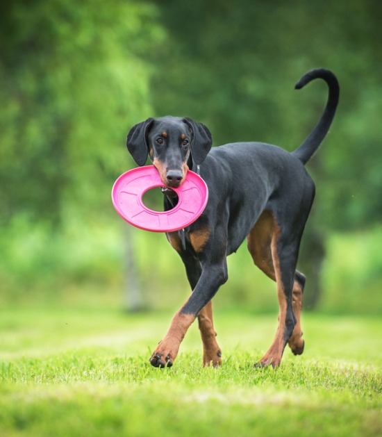 dobermann met speeltje