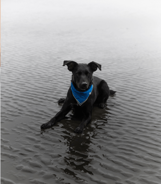 hond in het water natte hond