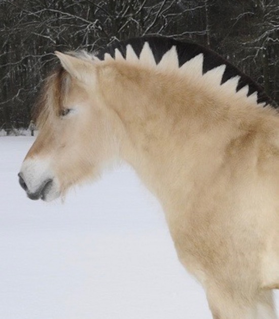 Fjordenpaard in de sneeuw