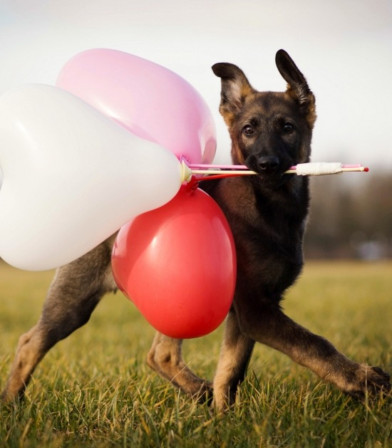 Duitse herder pup draagt hartvormige ballonnen 