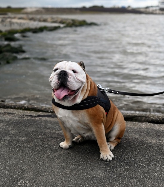 Engelse bulldog aan zee