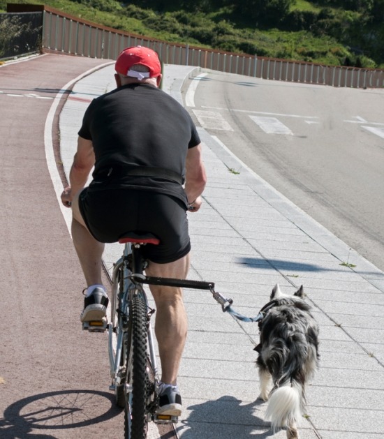 Border collie loopt naast fiets aan fietsbeugel