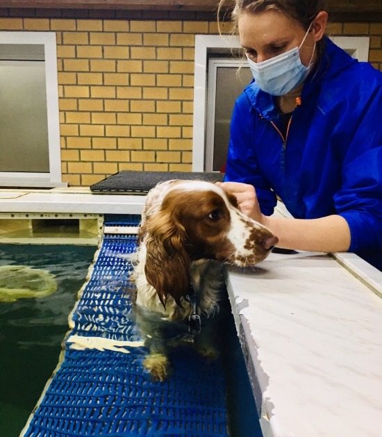 June zet haar eerste stapjes op de loopplank van het hondenzwembad 