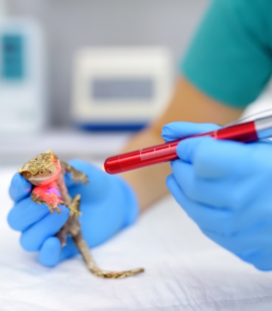 Baardagame ziek Baardagame zit op petrischaaltje bij dierenarts voor onderzoek