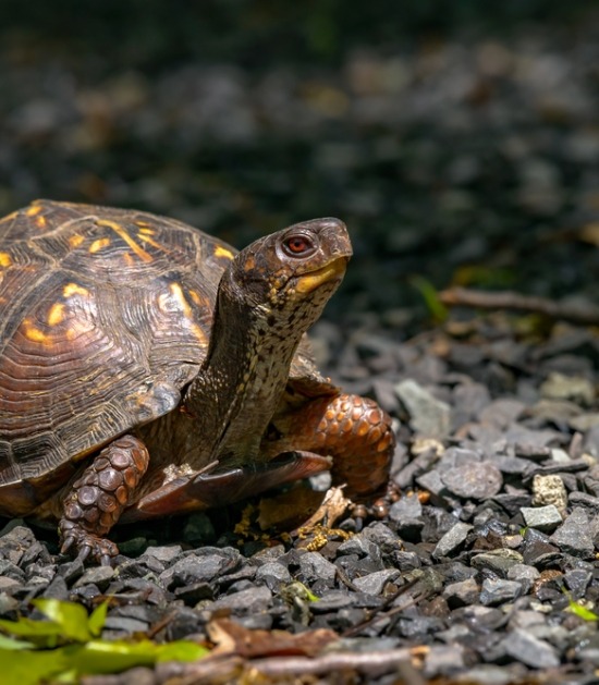 Gewone doosschildpad Gewone doosschildpad