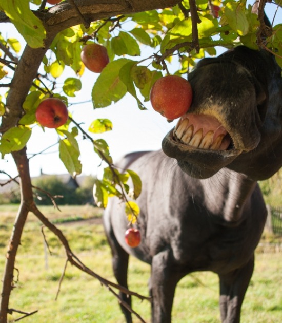 Paard eet op grappige manier rode appeltjes van een boom 