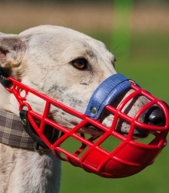Greyhound met muilkorf klaar om te racen 