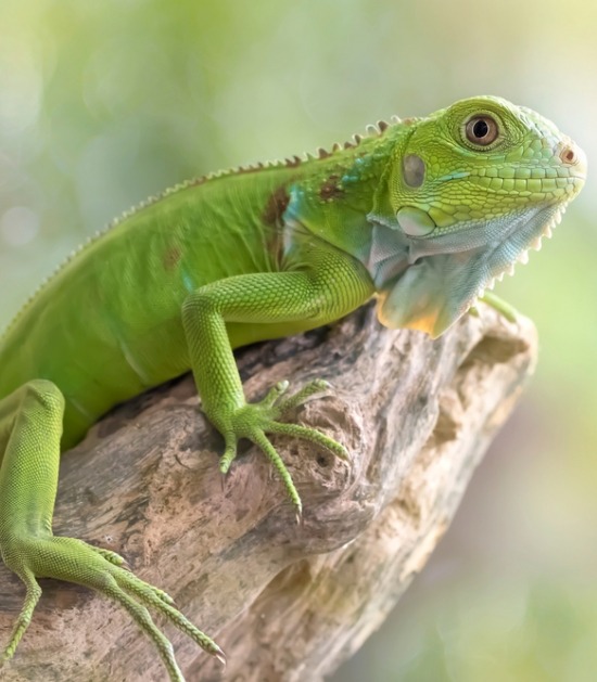 groene leguaan groene leguaan