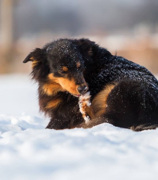 Australische herdershond bijt sneeuw weg tussen tenen