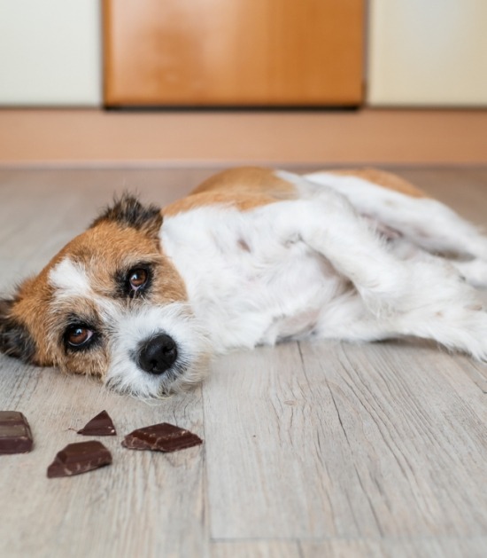 Hond ligt op vloer naast aangevreten chocolade