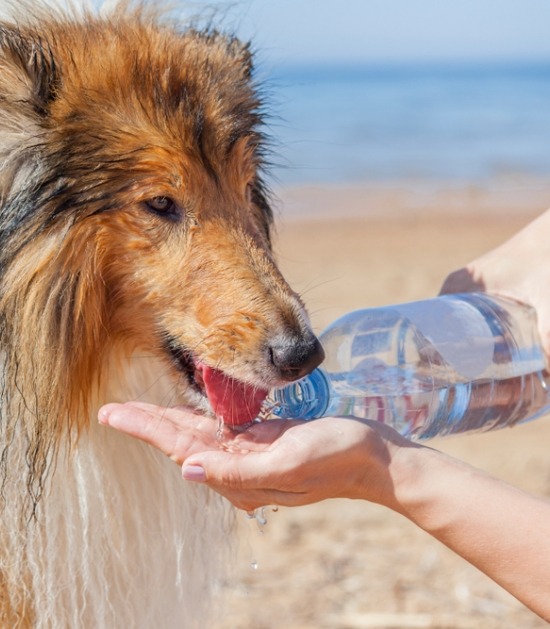 Hond drinkt water uit flesje op het strand 