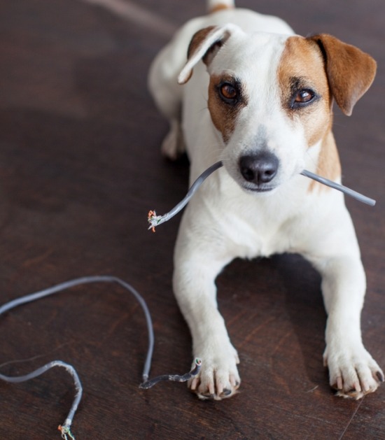 Jack Russel ligt op vloer met in twee gebeten stroomkabel