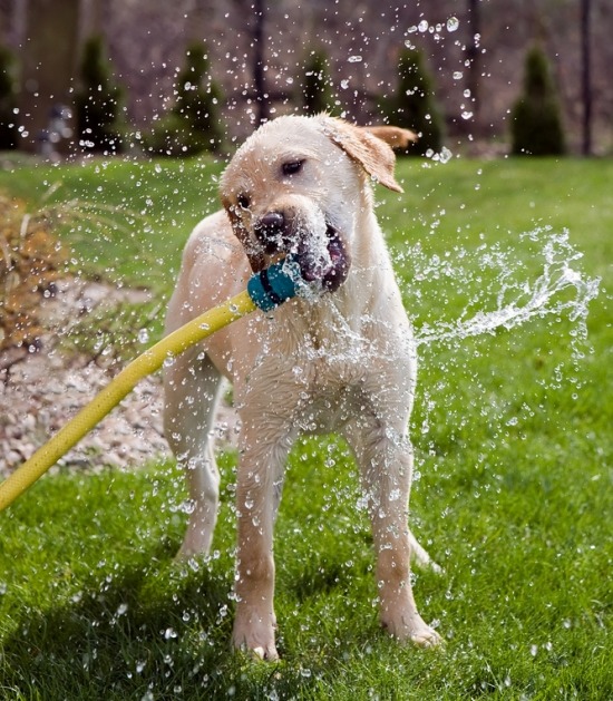 Labrador retriever speelt met waterslang in een tuin 
