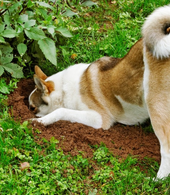 Hond graaft in tuin 