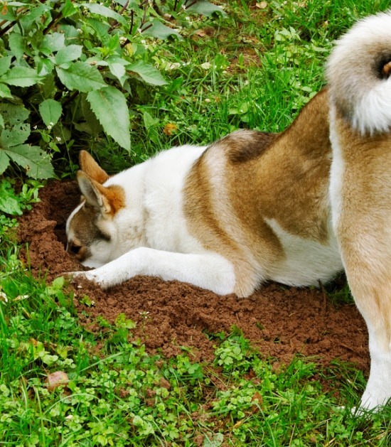 Hond graaft put in tuin Hond graaft in tuin