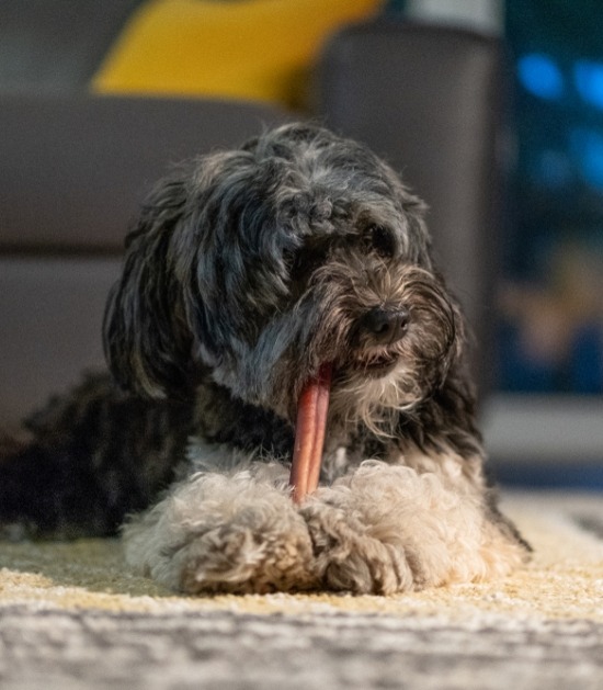 Hond eet kauwsnack in woonkamer op mat 