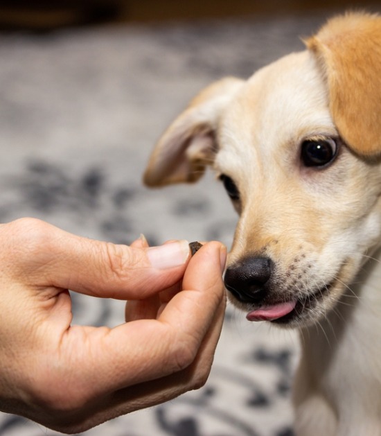 Hond krijgt koekje