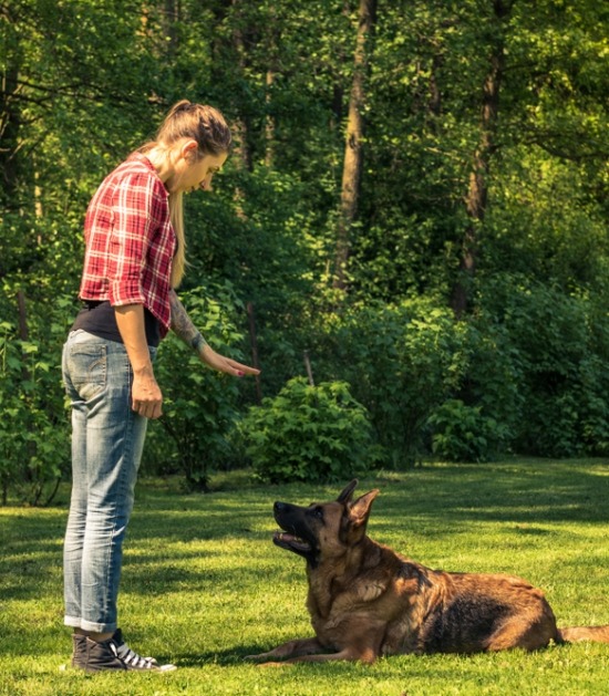 Vrouw traint hond om te gaan liggen met gebaar 