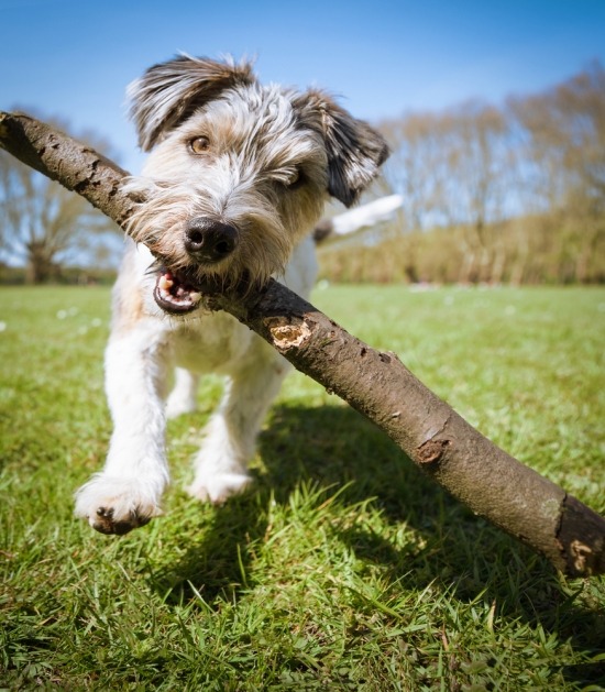 Hond loopt met stok 