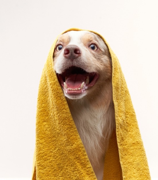 Hond onder een gele handdoek