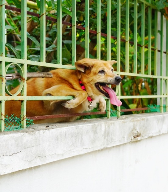 Hond ontsnapt door metalen hek