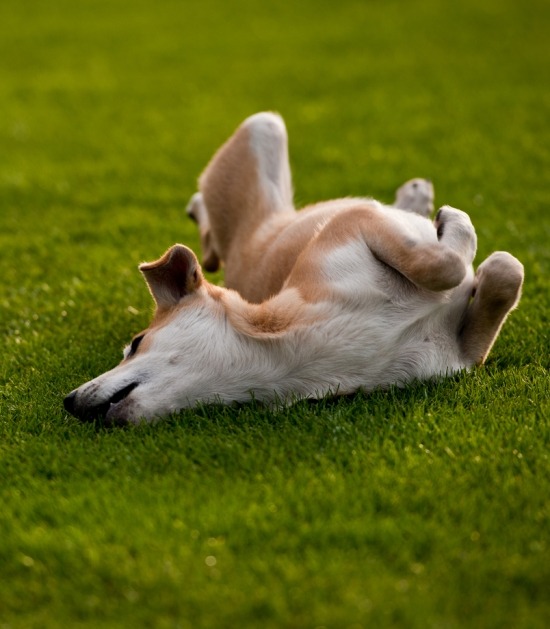 Hond rolt in het gras