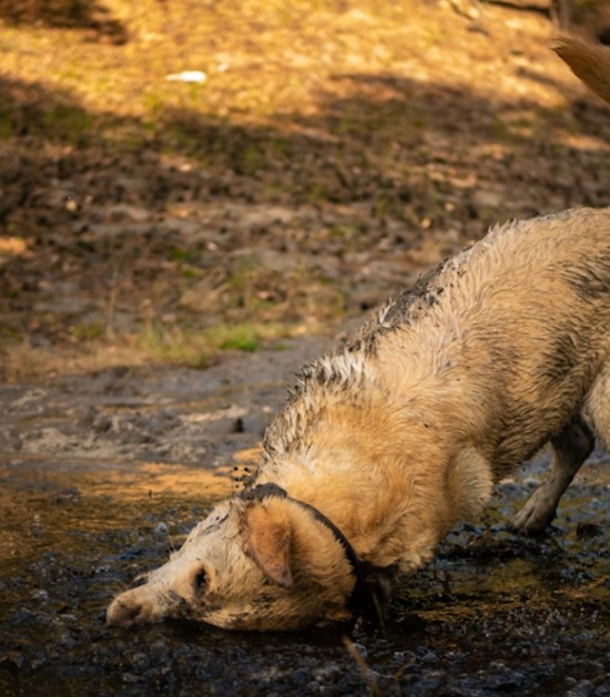 Hond rolt in modder