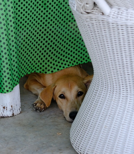 Hond verbergt zich onder meubels