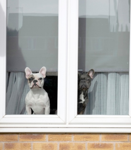Twee Franse bulldoggen wachten voor het raam op hun baasje