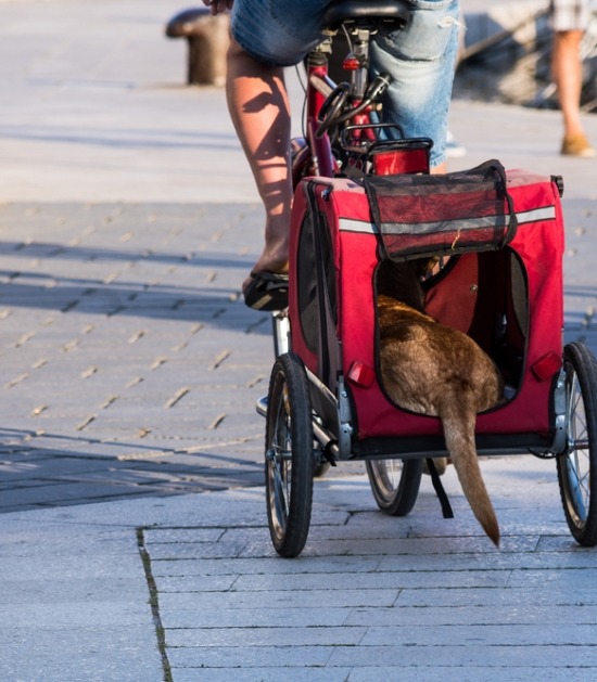 Hondenstaart hangt uit fietskar 