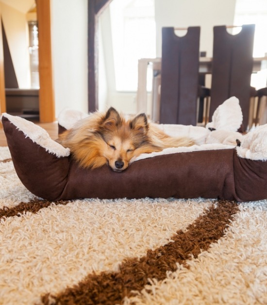 Sheltie ligt in de zon in zijn mand 