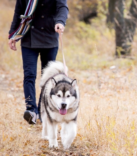 Husky loopt aan leiband met eigenaar door het bos 