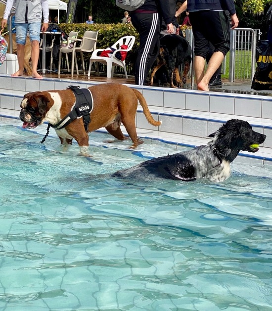 Honden in zwembad