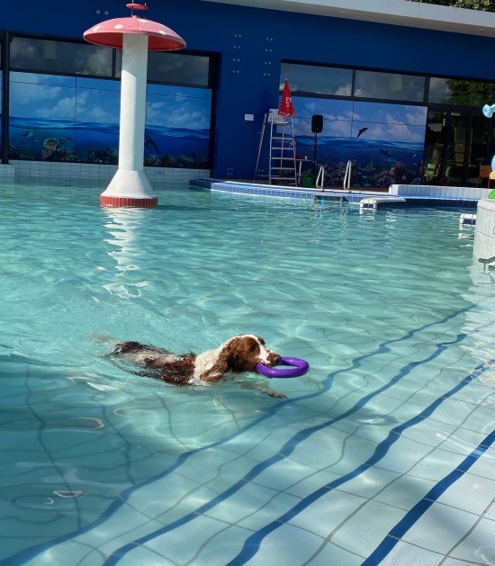 Hond zwemt in zwembad 