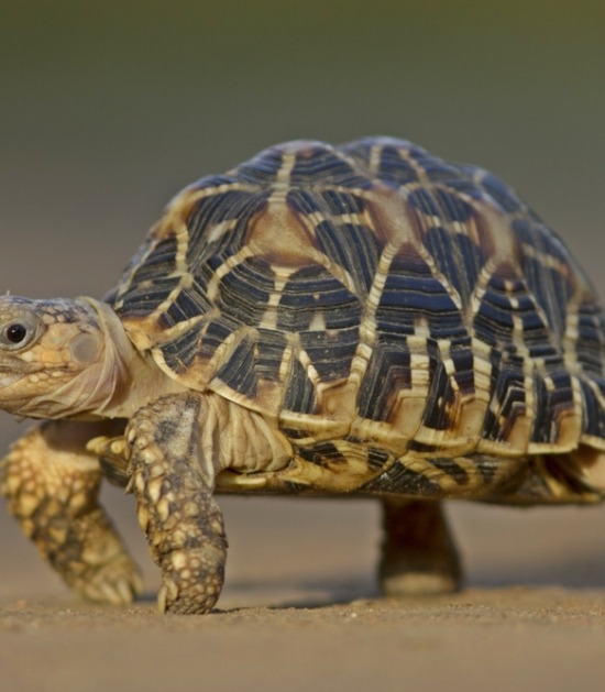 Creatie Zaailing waarschijnlijk Deze schildpadden mag je houden in België. | Beestig.be