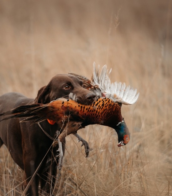 Jachthond brengt fazant naar jager