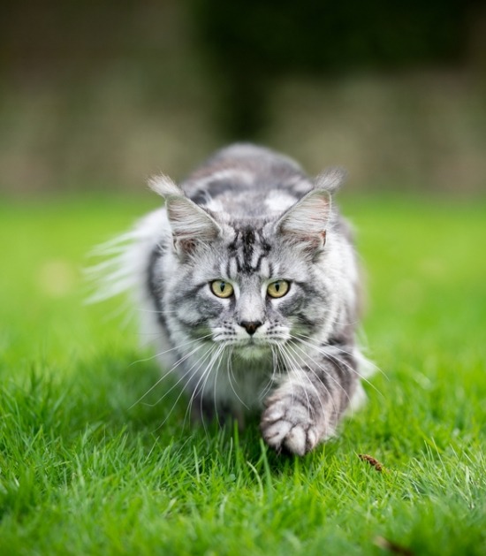 Kat sluipt door het gras