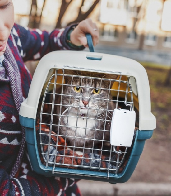 Kat in transportmand wordt buiten gedragen door vrouw 