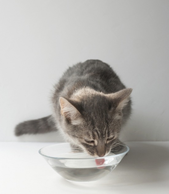 Kitten drinkt water uit glazen kommetje