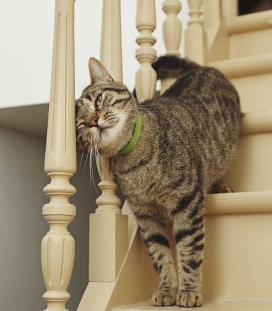 Kat geeft kopje aan trapleuning