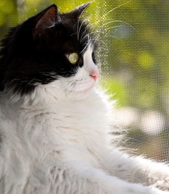 Kat in de zon op de vensterbank