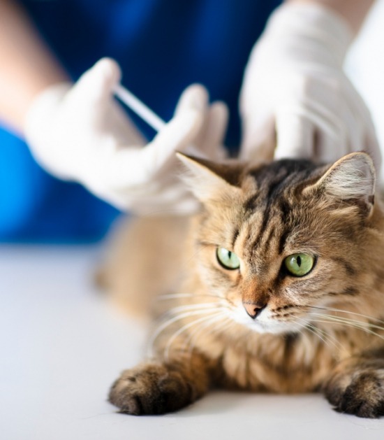 Kat krijgt insuline toegediend door middel van een spuitje